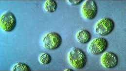 Chlamydomonas reinhardtii moves beating two forward flagella.