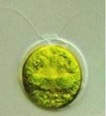 chlamydomonas reinhardtii moves beating two forward flagella