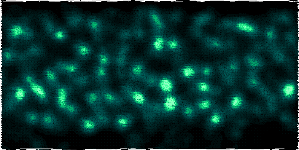 Simulation of bacteria forming clusters.