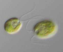 chlamydomonas reinhardtii moves beating two forward flagella