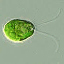 chlamydomonas reinhardtii moves beating two forward flagella