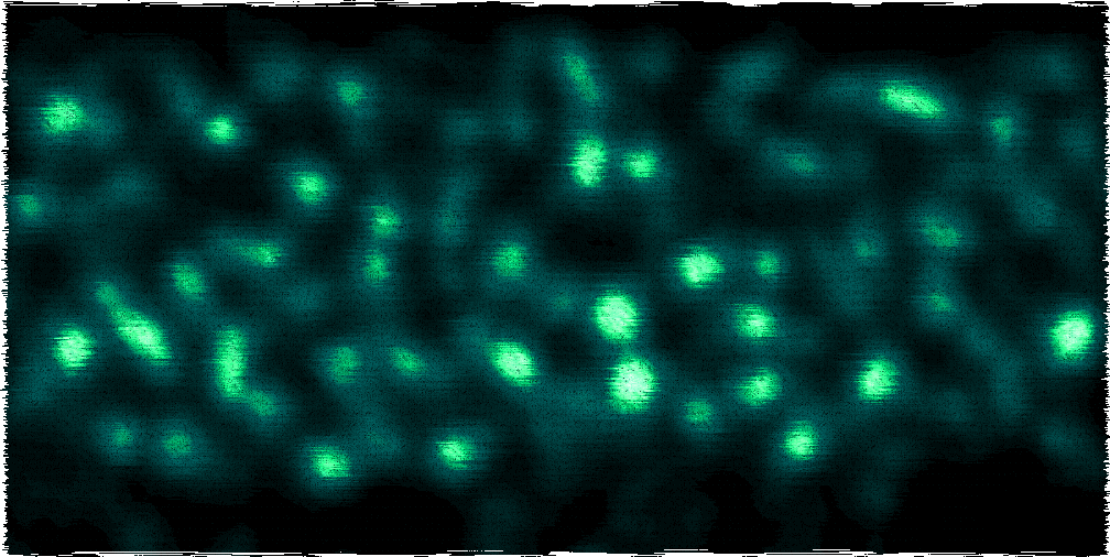 Simulation of bacteria forming clusters.
