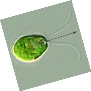 C. reinhardtii with a spherical body and two flagella