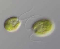 chlamydomonas reinhardtii moves beating two forward flagella