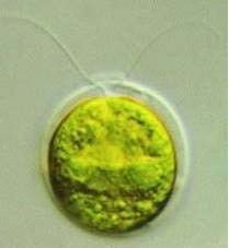 chlamydomonas reinhardtii moves beating two forward flagella