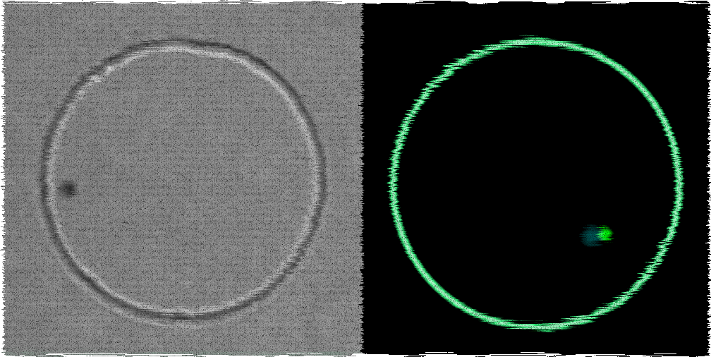 A couple of opocii's swarms face each other on a map